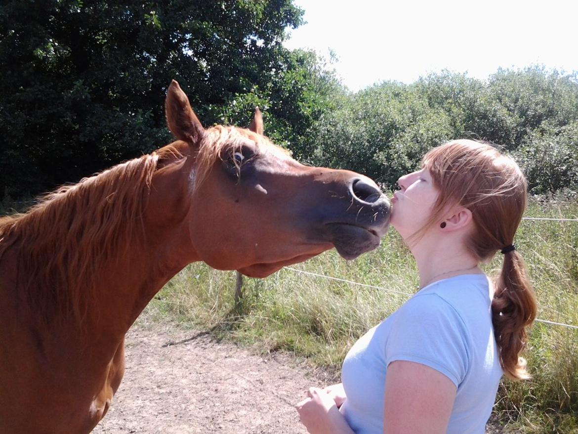 Arabisk fuldblod (OX) Milagro - Et lille møs på folden :) billede 20