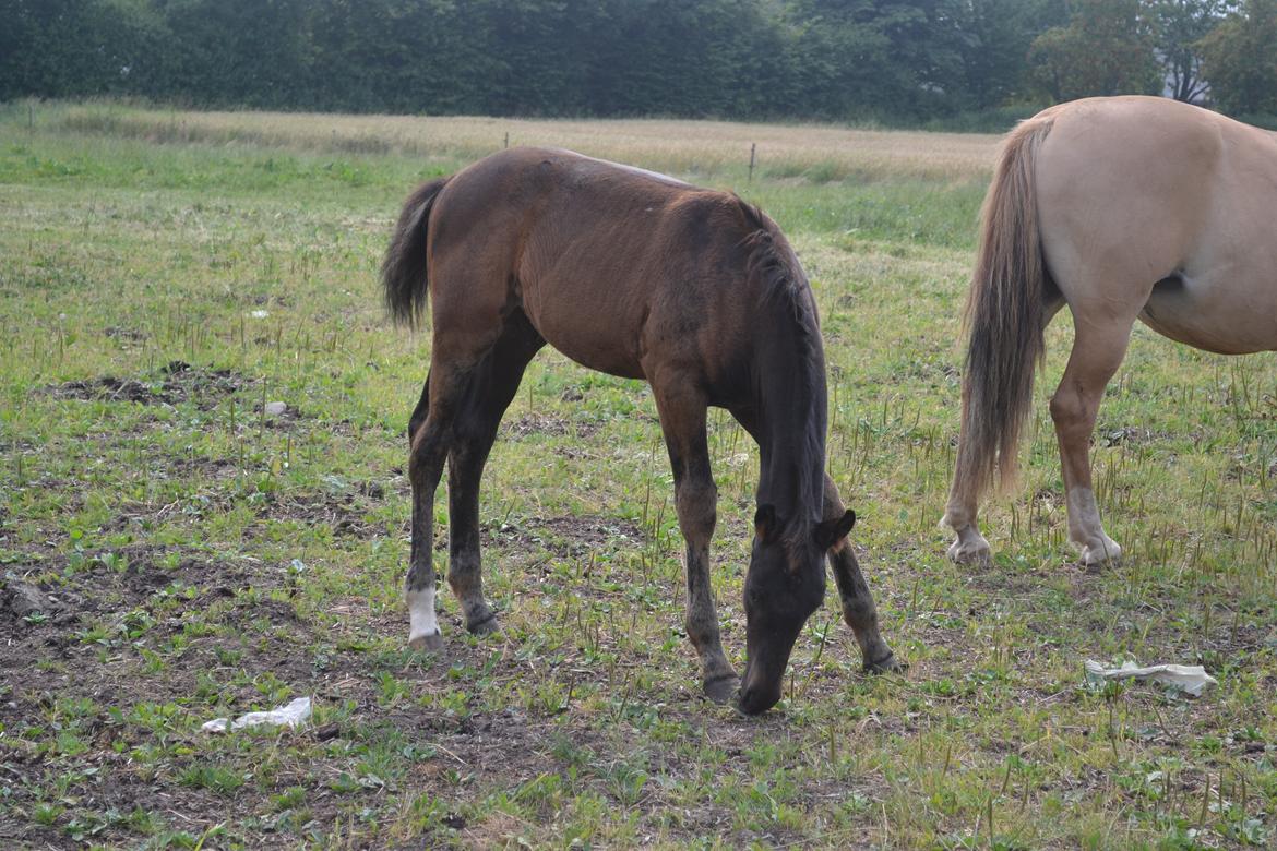 Anden særlig race Martinique - ved at skifte følpels billede 21