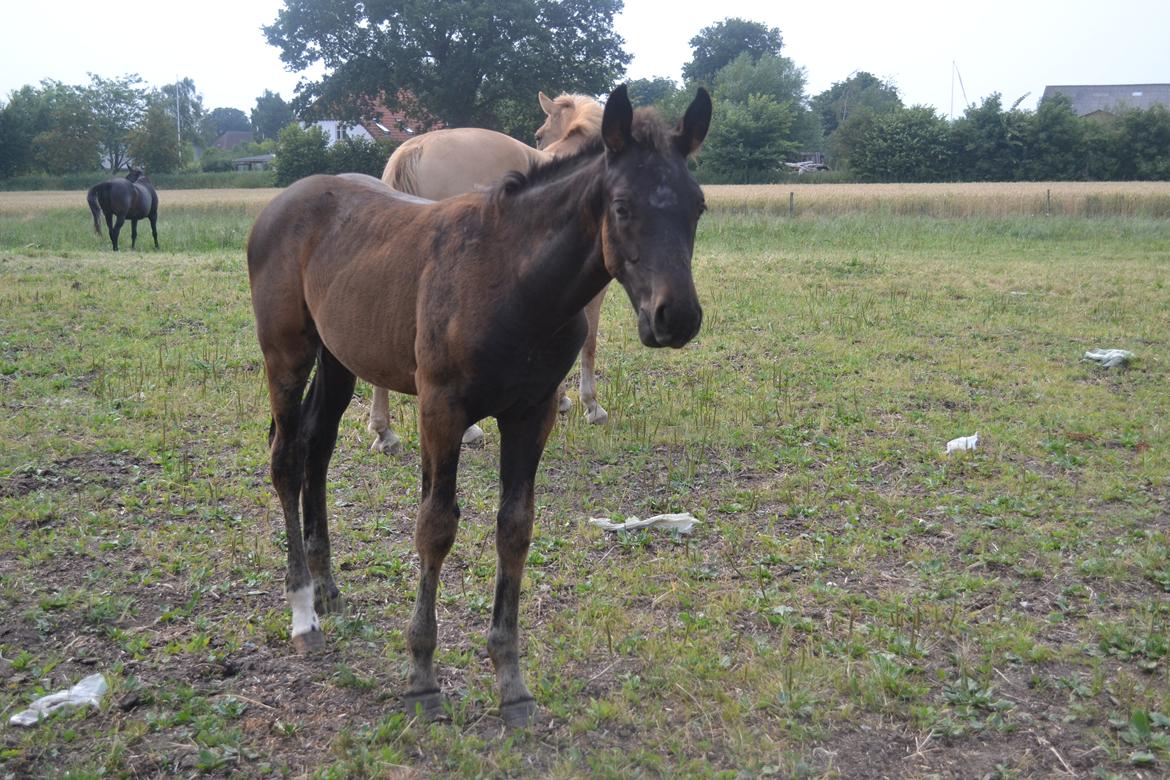 Anden særlig race Martinique billede 22