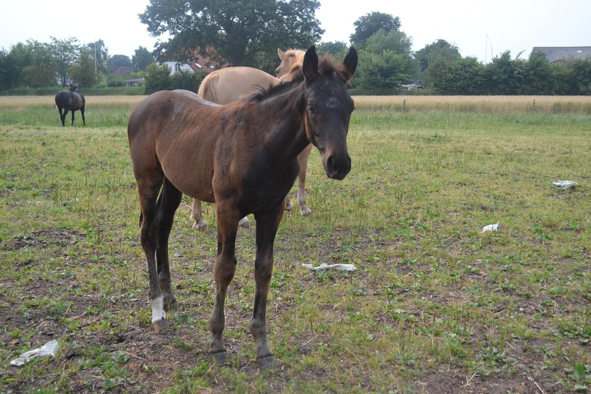 Anden særlig race Martinique billede 23