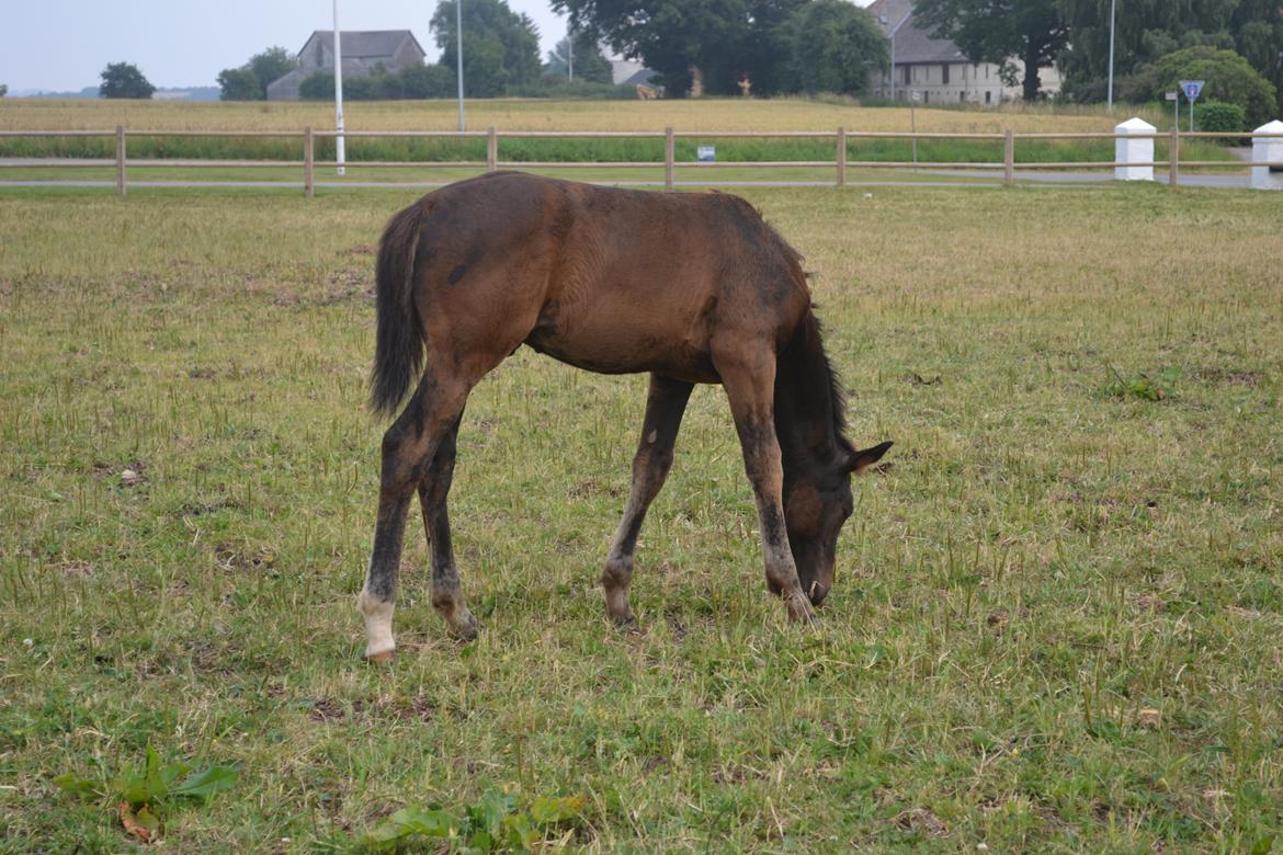Anden særlig race Martinique billede 24