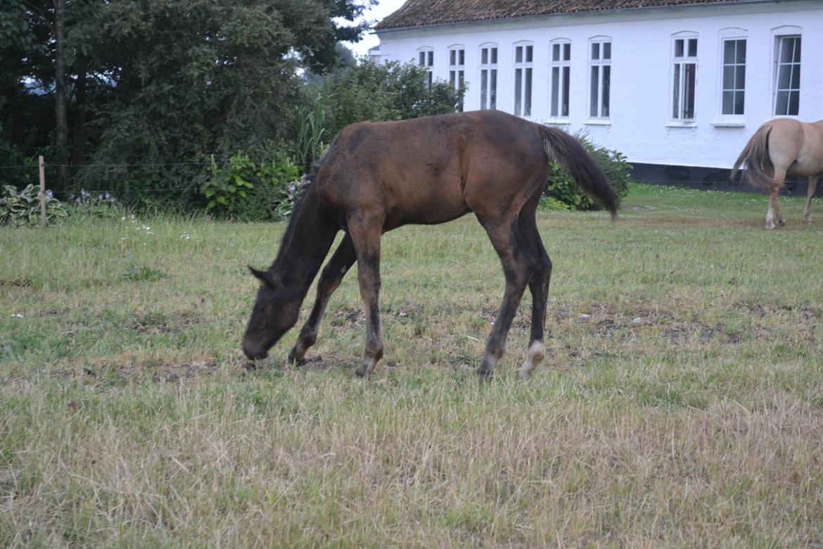 Anden særlig race Martinique billede 25