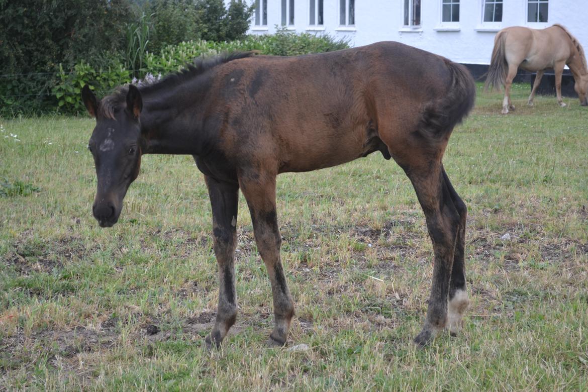 Anden særlig race Martinique billede 26