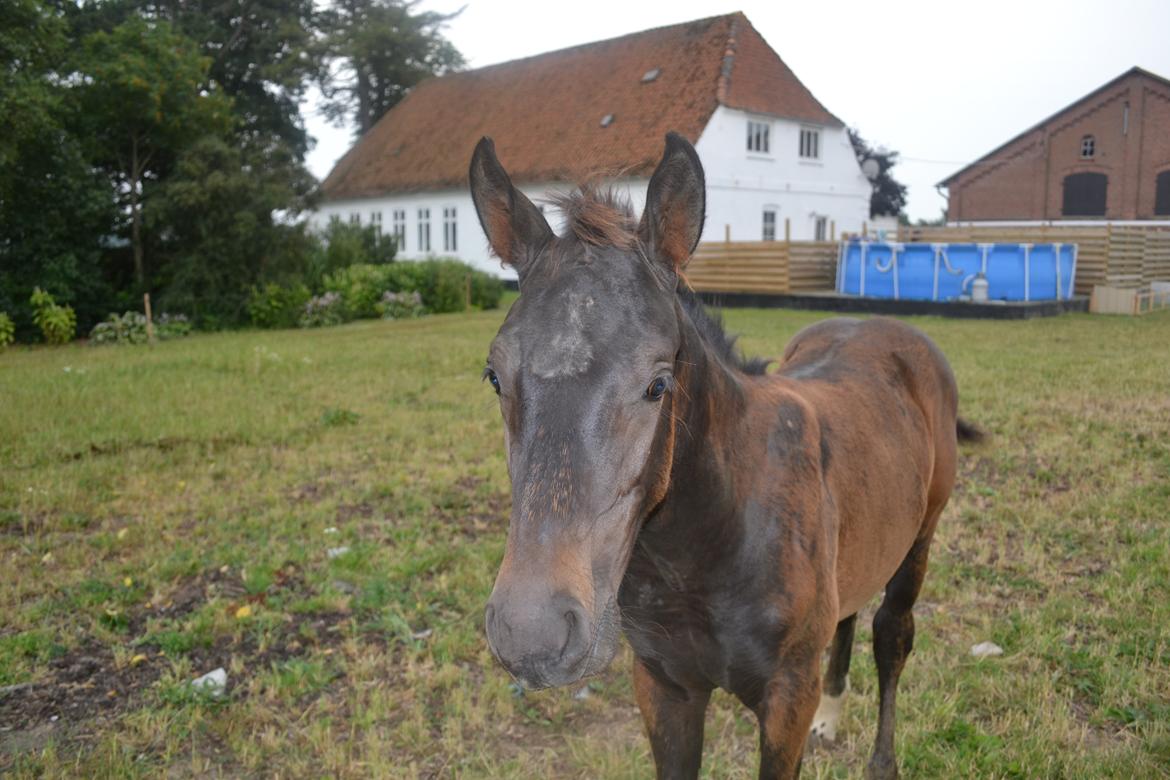 Anden særlig race Martinique billede 27