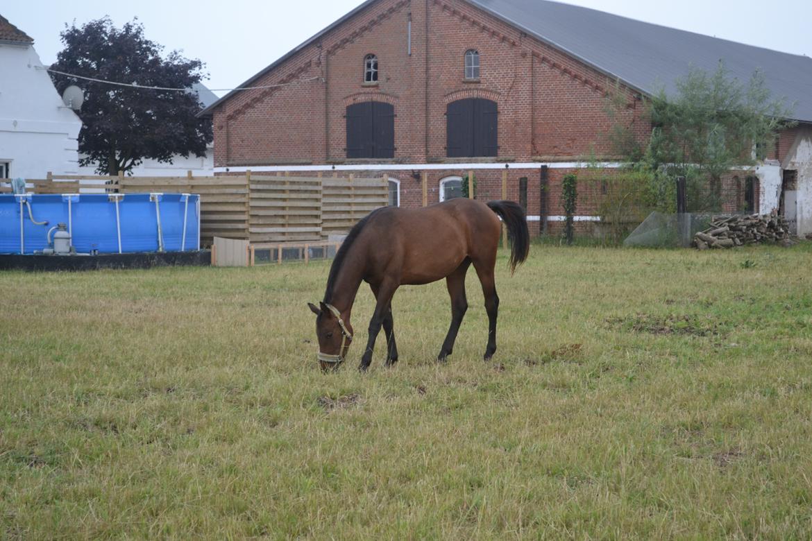 Anden særlig race Monique billede 21