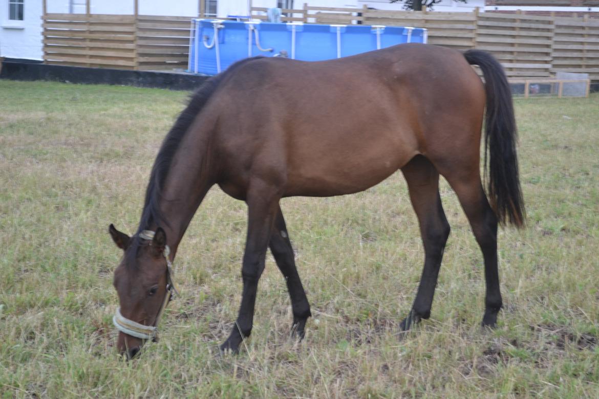 Anden særlig race Monique billede 22
