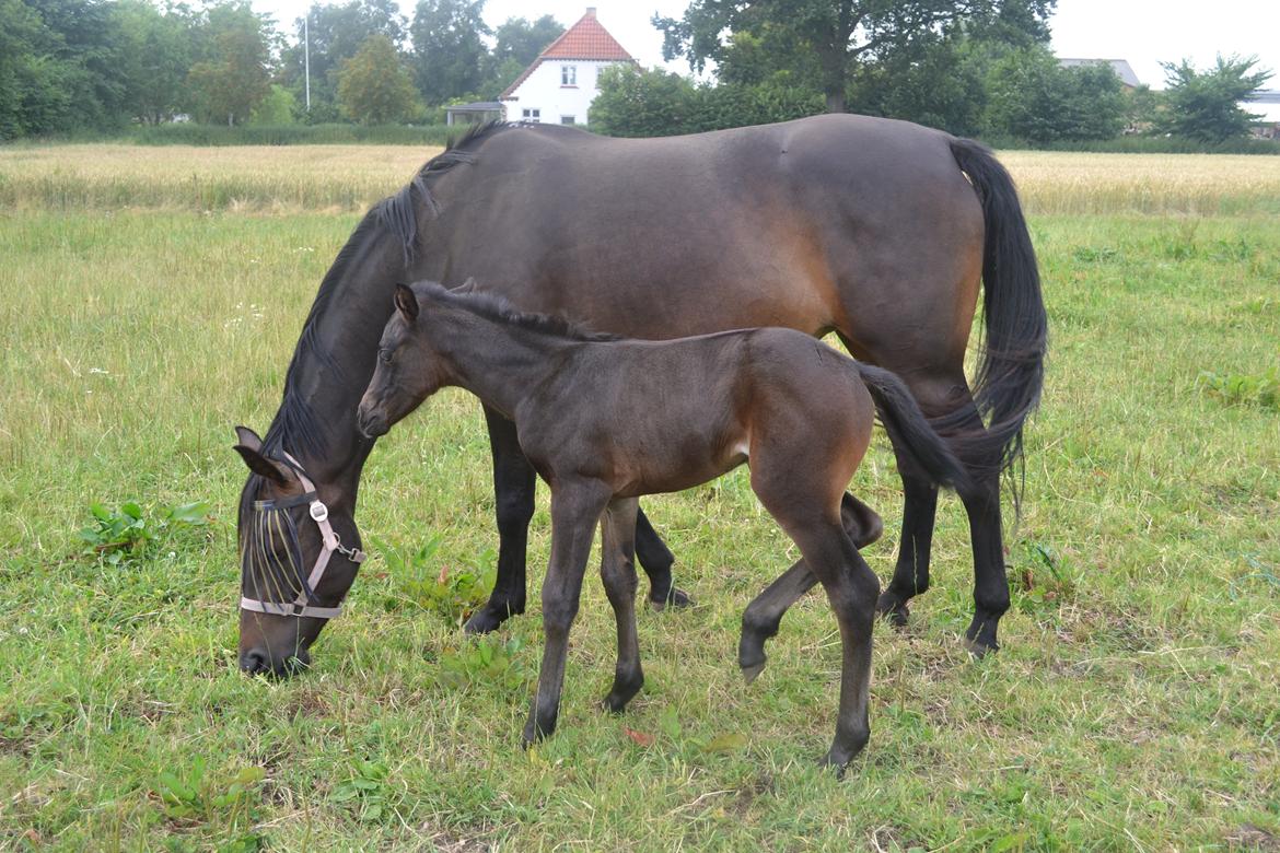 Anden særlig race ¤Melissa¤ - nu med føl :) billede 24