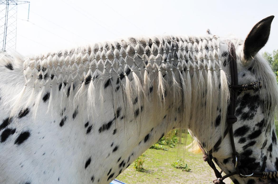 Knabstrupper Smør billede 5