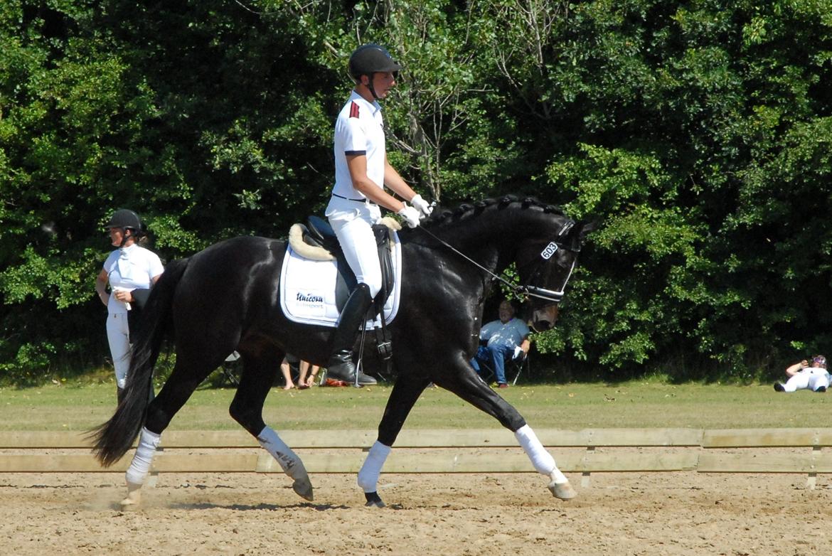 Dansk Varmblod K2`s Conzert - K2 Conzert 3 år, Kåring Ikast 2/8-13. RDH Hoppe. billede 10