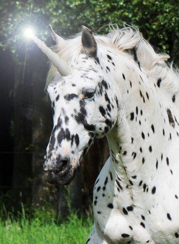 Knabstrupper Smør - Unicorn ! billede 1