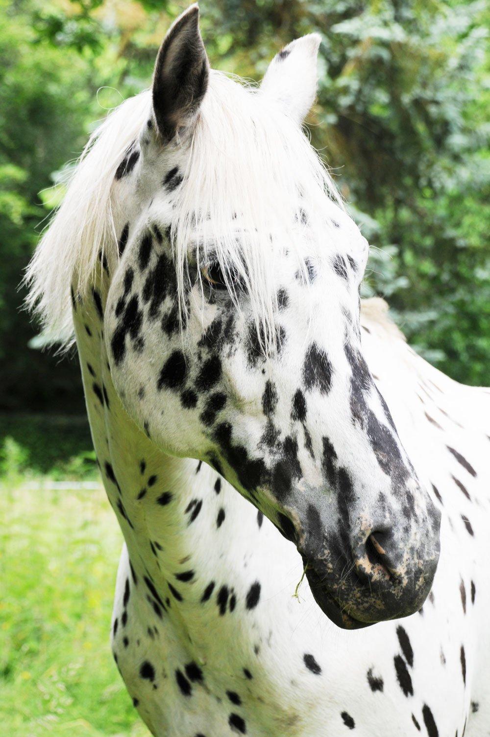 Knabstrupper Smør billede 2