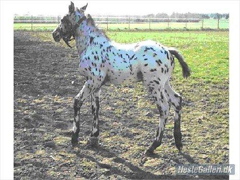 Knabstrupper Smør billede 6