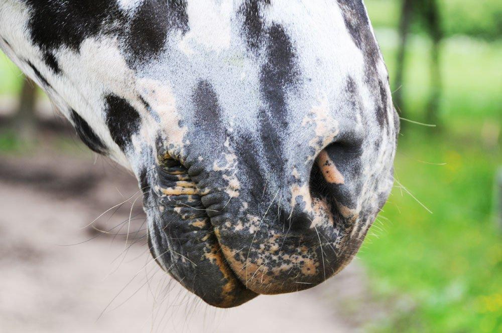Knabstrupper Smør billede 4