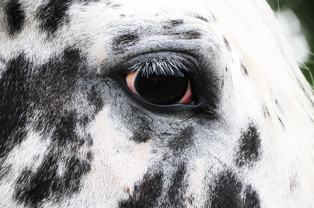 Knabstrupper Smør billede 3