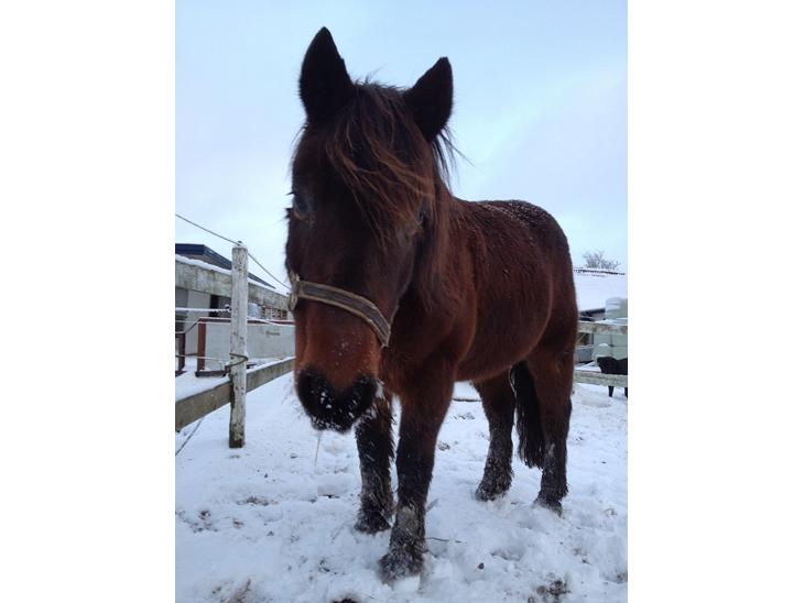 {{currentPhoto.altText}} billede {{currentPhoto.number}}