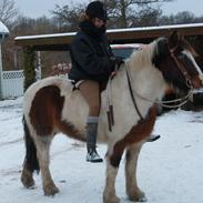 Irish Cob Crossbreed Palle