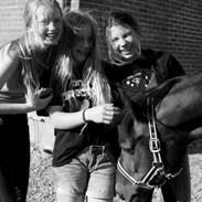 Tysk Sportspony / Pinto Penny