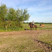 Islænder Blængur fra Nedergård