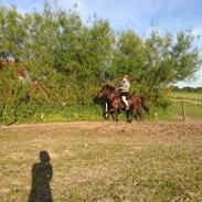 Islænder Blængur fra Nedergård