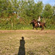 Islænder Blængur fra Nedergård