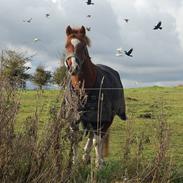Anden særlig race Komet||My soulmate||<3
