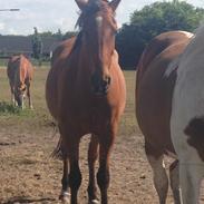 Anden særlig race Digtergårdens Image