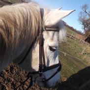 Anden særlig race Shadow A