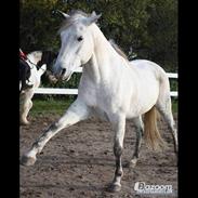 Anden særlig race Shadow A