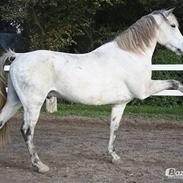 Anden særlig race Shadow A