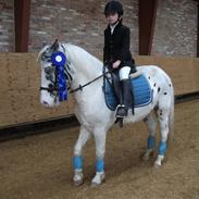 Anden særlig race Blue