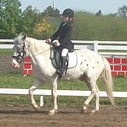 Anden særlig race Blue