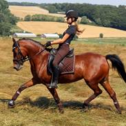 DSP Nørlunds Beatrice (Eltina)