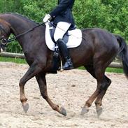 DSP Bæklunds Corvet