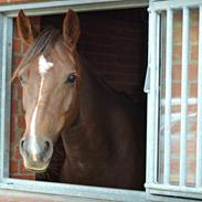 DSP Bæklunds Corvet