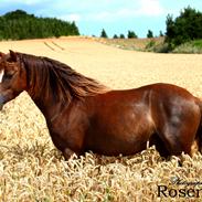 Welsh Pony (sec B) Maccoy, (Udlånt). Ejer: Annika Rosenqvist