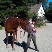 Dansk Varmblod Hebstar