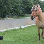 Anden særlig race Perle