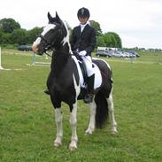 Barockpinto Chess Stensbæk