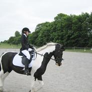 Barockpinto Chess Stensbæk