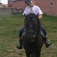 Anden særlig race Hestelunds Sokki