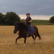 Anden særlig race Hestelunds Sokki