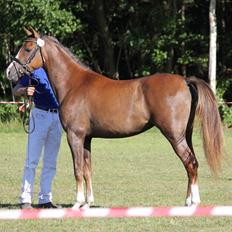 DSP | Perfect Baylia Basensa|