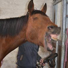Anden særlig race Madeira