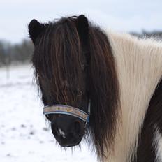 Shetlænder Micki *UDLÅNT*