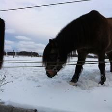 Welsh Pony (sec B) Herakles