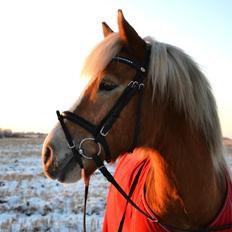 Haflinger Herkules *Stjerne ponyen!*