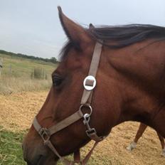 Anden særlig race Laura