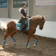 New Forest Danish Dynamit (Kalle) Til Saalg