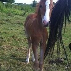 Welsh Partbred (Sec F) Sinti"s Sweet Chili <3