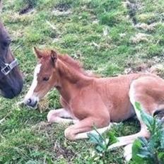 Welsh Partbred (Sec F) Sinti"s Sweet Chili <3